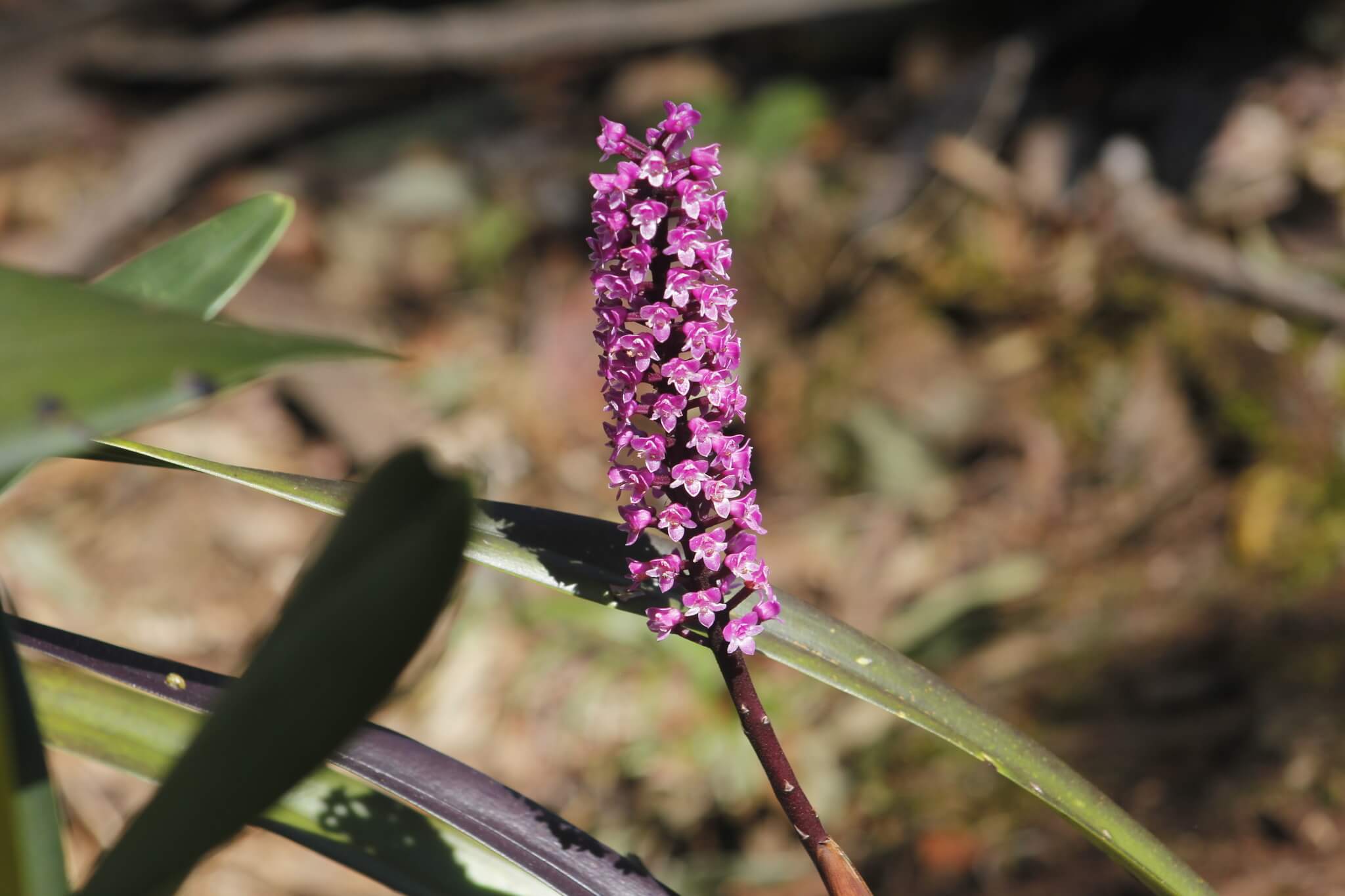 Arpophyllum giganteum